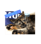 サビねこさつきちゃん（個別スタンプ：7）