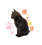サビねこさつきちゃん（個別スタンプ：8）