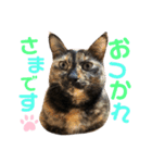 サビねこさつきちゃん（個別スタンプ：9）