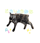 サビねこさつきちゃん（個別スタンプ：11）