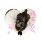 サビねこさつきちゃん（個別スタンプ：12）