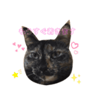 サビねこさつきちゃん（個別スタンプ：13）