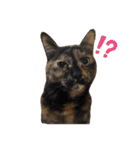 サビねこさつきちゃん（個別スタンプ：14）