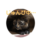 サビねこさつきちゃん（個別スタンプ：15）