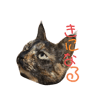 サビねこさつきちゃん（個別スタンプ：16）