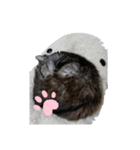 あんにゃんにゃん（個別スタンプ：8）