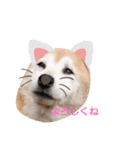 はなちゃんほっこりスタンプ（個別スタンプ：3）