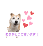 はなちゃんほっこりスタンプ（個別スタンプ：6）