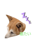 はなちゃんほっこりスタンプ（個別スタンプ：10）