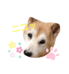 はなちゃんほっこりスタンプ（個別スタンプ：11）