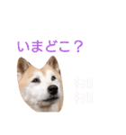 はなちゃんほっこりスタンプ（個別スタンプ：12）