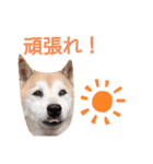 はなちゃんほっこりスタンプ（個別スタンプ：13）