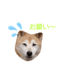 はなちゃんほっこりスタンプ（個別スタンプ：16）