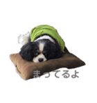 アロンジェ（個別スタンプ：3）