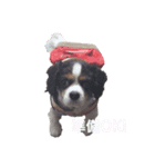 アロンジェ（個別スタンプ：5）