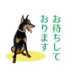 T家の犬達（個別スタンプ：5）