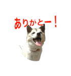 Johnnyのスタンプ 2（個別スタンプ：7）