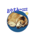Johnnyのスタンプ 2（個別スタンプ：8）