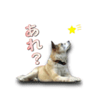 Johnnyのスタンプ 2（個別スタンプ：9）