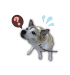 Johnnyのスタンプ 2（個別スタンプ：11）
