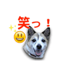Johnnyのスタンプ 2（個別スタンプ：14）