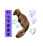 ひかボブ（個別スタンプ：3）
