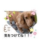 ひかボブ（個別スタンプ：4）