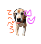 喜怒哀楽が激しい犬様との日常（個別スタンプ：1）
