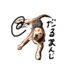 喜怒哀楽が激しい犬様との日常（個別スタンプ：3）