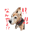 喜怒哀楽が激しい犬様との日常（個別スタンプ：4）