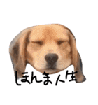 喜怒哀楽が激しい犬様との日常（個別スタンプ：6）
