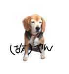 喜怒哀楽が激しい犬様との日常（個別スタンプ：8）
