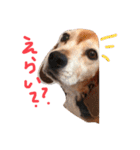 喜怒哀楽が激しい犬様との日常（個別スタンプ：9）