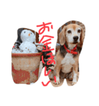 喜怒哀楽が激しい犬様との日常（個別スタンプ：12）