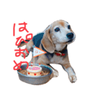 喜怒哀楽が激しい犬様との日常（個別スタンプ：14）