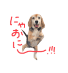 喜怒哀楽が激しい犬様との日常（個別スタンプ：17）