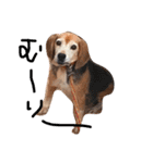 喜怒哀楽が激しい犬様との日常（個別スタンプ：18）