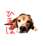 喜怒哀楽が激しい犬様との日常（個別スタンプ：20）