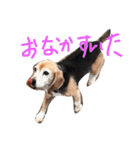 喜怒哀楽が激しい犬様との日常（個別スタンプ：22）