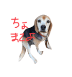 喜怒哀楽が激しい犬様との日常（個別スタンプ：25）