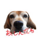 喜怒哀楽が激しい犬様との日常（個別スタンプ：26）