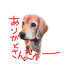 喜怒哀楽が激しい犬様との日常（個別スタンプ：27）