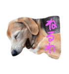 喜怒哀楽が激しい犬様との日常（個別スタンプ：29）