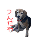 喜怒哀楽が激しい犬様との日常（個別スタンプ：30）
