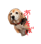 喜怒哀楽が激しい犬様との日常（個別スタンプ：32）