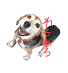 喜怒哀楽が激しい犬様との日常（個別スタンプ：33）