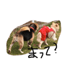 喜怒哀楽が激しい犬様との日常（個別スタンプ：34）