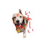 喜怒哀楽が激しい犬様との日常（個別スタンプ：35）