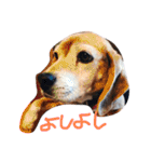 喜怒哀楽が激しい犬様との日常（個別スタンプ：37）