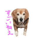 喜怒哀楽が激しい犬様との日常（個別スタンプ：38）